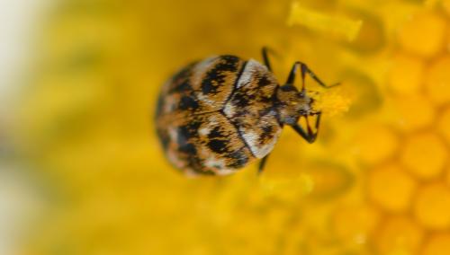 Réf. 358 836 : Anthrenus verbasci